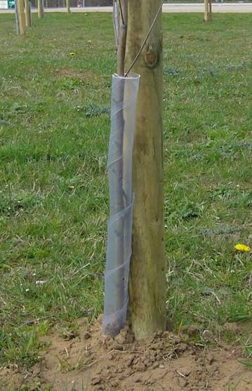 Rainbow Tree Spiral Guard 60cm x 38mm
