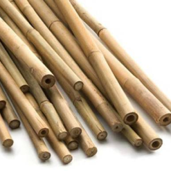 Bamboo Canes